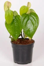 Front view of a Black Pepper Corn Vine with multiple stems