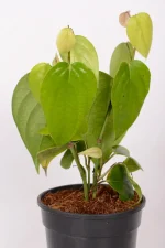 Top view of a Black Pepper Corn Vine