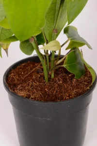 Multiple stems of a Black Pepper Corn Vine