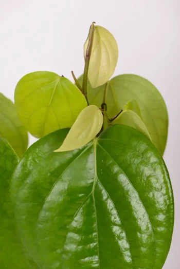 New growth coming out of a Black Pepper Corn Vine