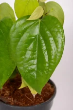 Close up of a leaf of a Black Pepper Corn Vine
