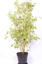 XL Ficus Golden King in black 30cm pot