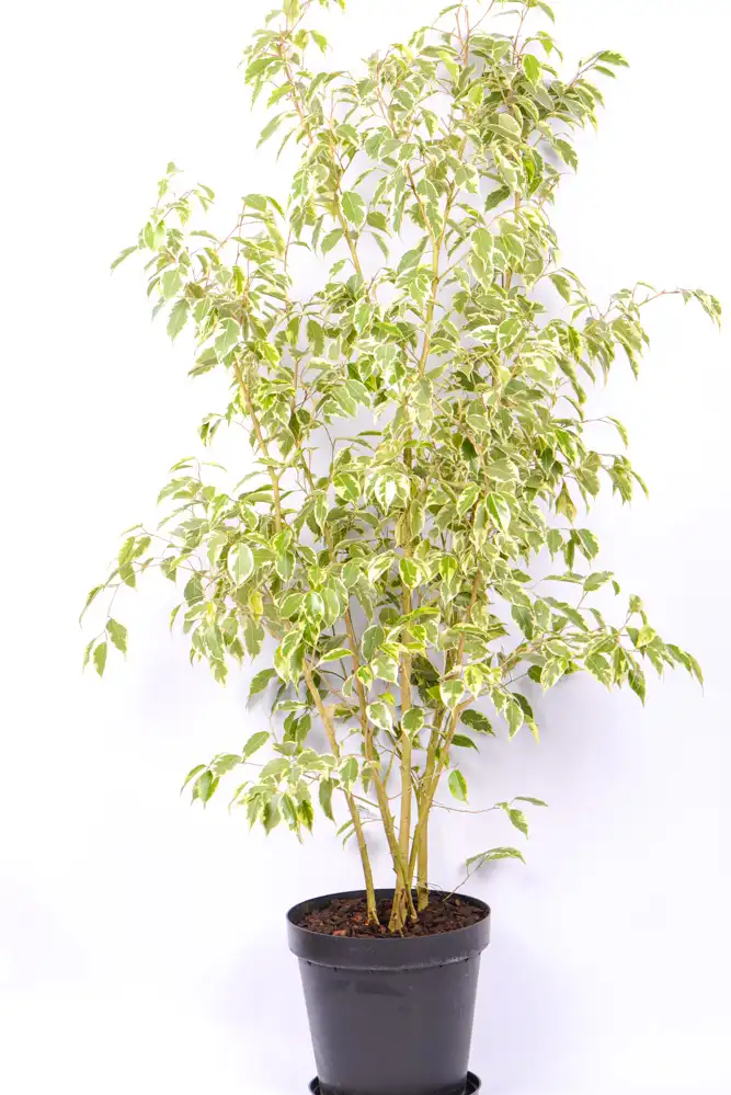 Ficus Benjamin-1 XL Ficus Golden King in black 30cm pot