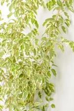 XL Ficus Golden King with multiple spems and leaves