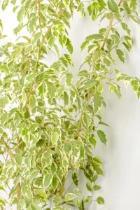 XL Ficus Golden King with multiple spems and leaves