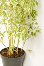 Middles section photo of a XL Ficus Golden King