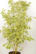 Top view of XL Ficus Golden King