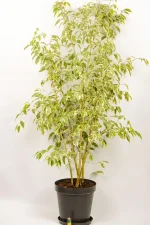 Full view of a XL Ficus Golden King