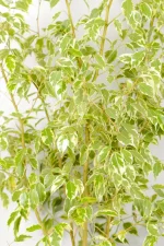 Close up of dense foliage of a XL Ficus Golden King