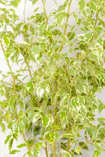 Close up of dense foliage of a XL Ficus Golden King