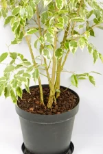 Base of multiple stems of an XL Ficus Golden King