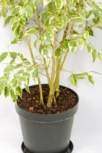 Base of multiple stems of an XL Ficus Golden King