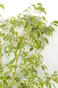 Size view of a XL Ficus Golden King