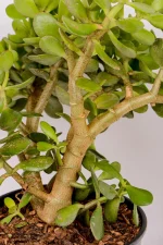 CLose up of the stemps of a large jade money plant