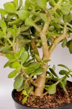 Thick stems on a large jade money plant