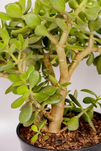 Thick stems on a large jade money plant