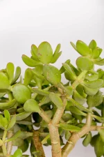back view of large jade money plant
