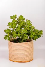 large jade money plant in handwoven basket