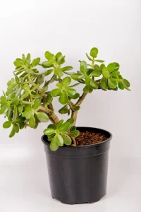 Full large jade money plant in black p