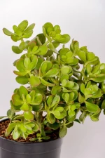 Side view of a large jade money plant