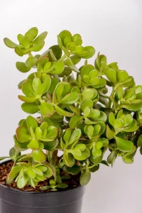 Side view of a large jade money plant