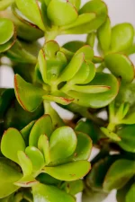 Macro shot of cluster of large jade money plant