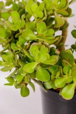 Close up of thick leaves of large jade money plant