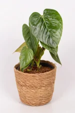 Philodendron Sodiroi in a seagrass basket
