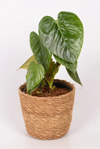 Philodendron Sodiroi in a seagrass basket