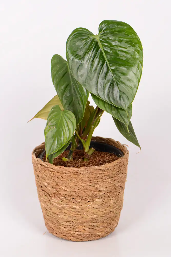 Philodendron Sodiroi-1 Philodendron Sodiroi in a seagrass basket