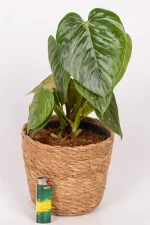 Philodendron Sodiroi with alight at the base to indicate size