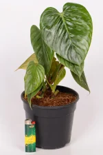 Philodendron Sodiroi in black nursery pot
