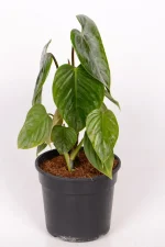 Full shot of a Philodendron Sodiroi with upward growth