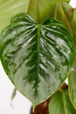 Upclose picture of Philodendron Sodiroi details the silvery markings