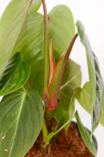 Close of up new leaf emerging of a Philodendron Sodiroi