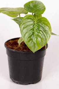Young leaves of a Philodendron Sodiroi