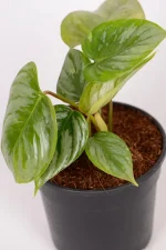 Top view of a Philodendron Sodiroi
