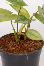 Close up of multiple stems of a Philodendron Sodiroi