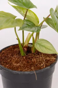 Close up of multiple stems of a Philodendron Sodiroi