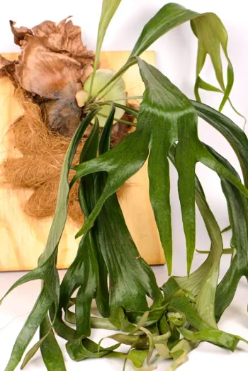 Multiple fronds of a Platycerium Florida Keys