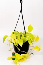 Pothos Diamond Lime HB on white table in hanging basket.