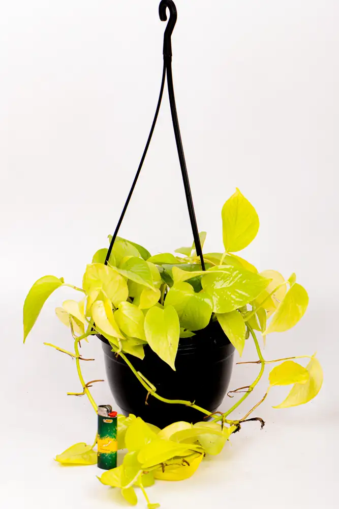 Pothos Diamond Lime HB-1 Pothos Diamond Lime HB on white table in hanging basket.