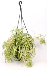 Spider Plant Bonnie in handing basket