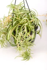 Spider Plant Bonnie with multiple little plants extending outwards
