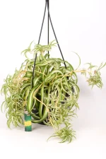 Spider Plant Bonnie with light as indication of plant size