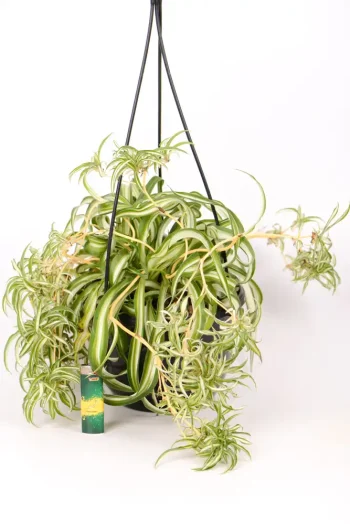 Spider Plant Bonnie with light as indication of plant size