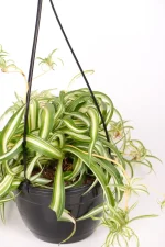 Side view of a Spider Plant Bonnie