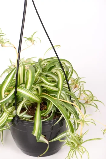 Side view of a Spider Plant Bonnie