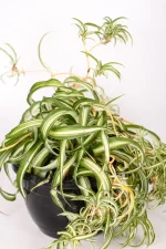 Full view of a Spider Plant Bonnie