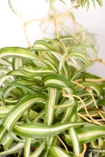 CLose up of curly leaves of a Spider Plant Bonnie